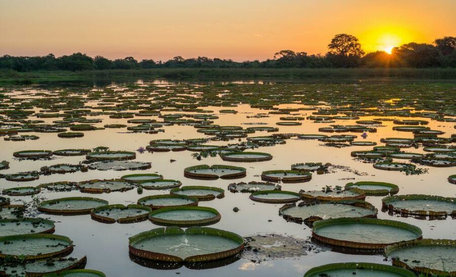 Imagem Pantanal